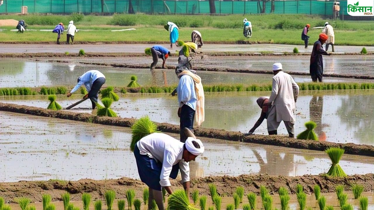 PAK बॉर्डर से लगते पंजाब-राजस्थान के किसानों का जोश हाई, जानें धान बुवाई को लेकर क्या है तैयारी