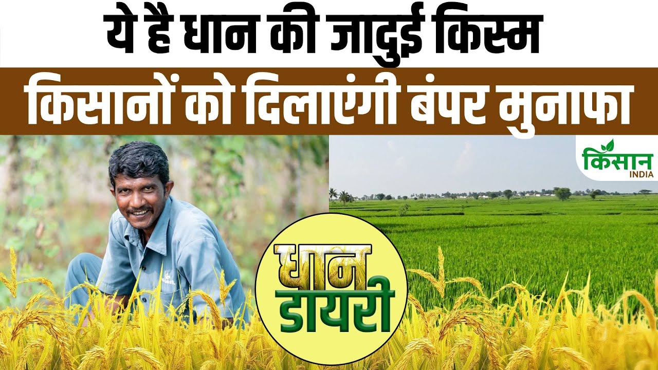 इस खरीफ सीजन धान की इस किस्म की करें बुवाई, कम पानी में देगी बंपर पैदावार