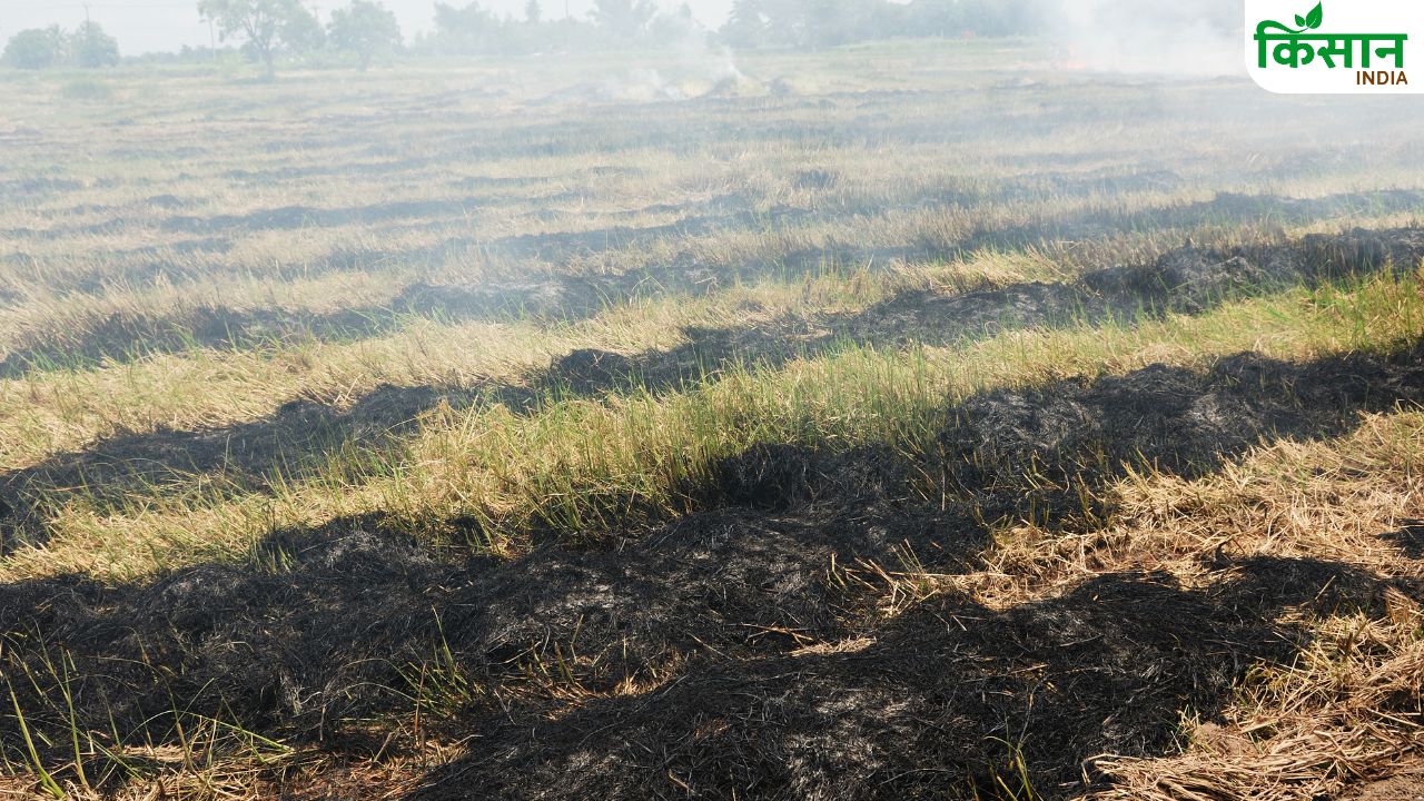 पराली जलाने के मामले में 15 फीसदी की कमी, जानें पंजाब के किस जिले में दर्ज हुए कितने केस