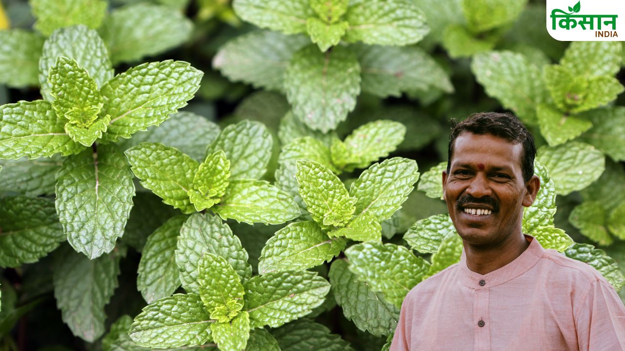मेंथा के लिए वरदान बनी बारिश, जानिए कैसे किसानों को अमीर बना रही ये फसल