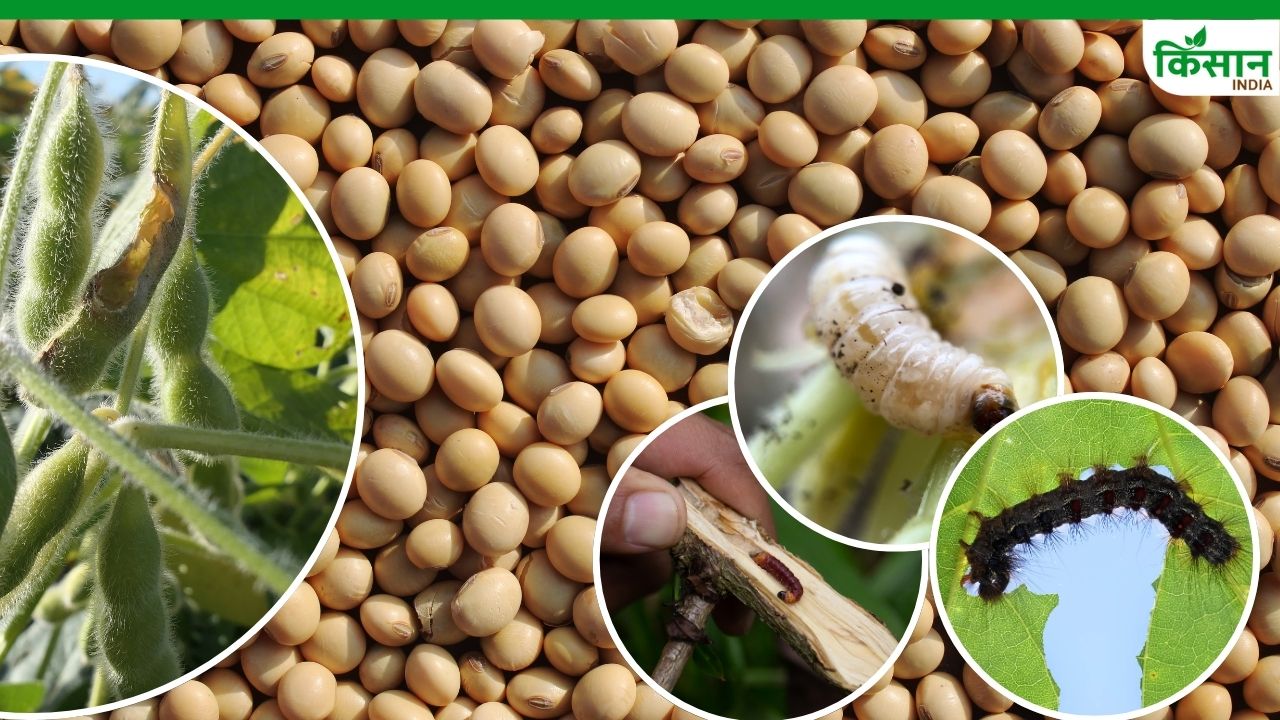 सोयाबीन की फसल में लग जाते हैं ये 3 खतरनाक कीट, किसान ऐसे करें बचाव