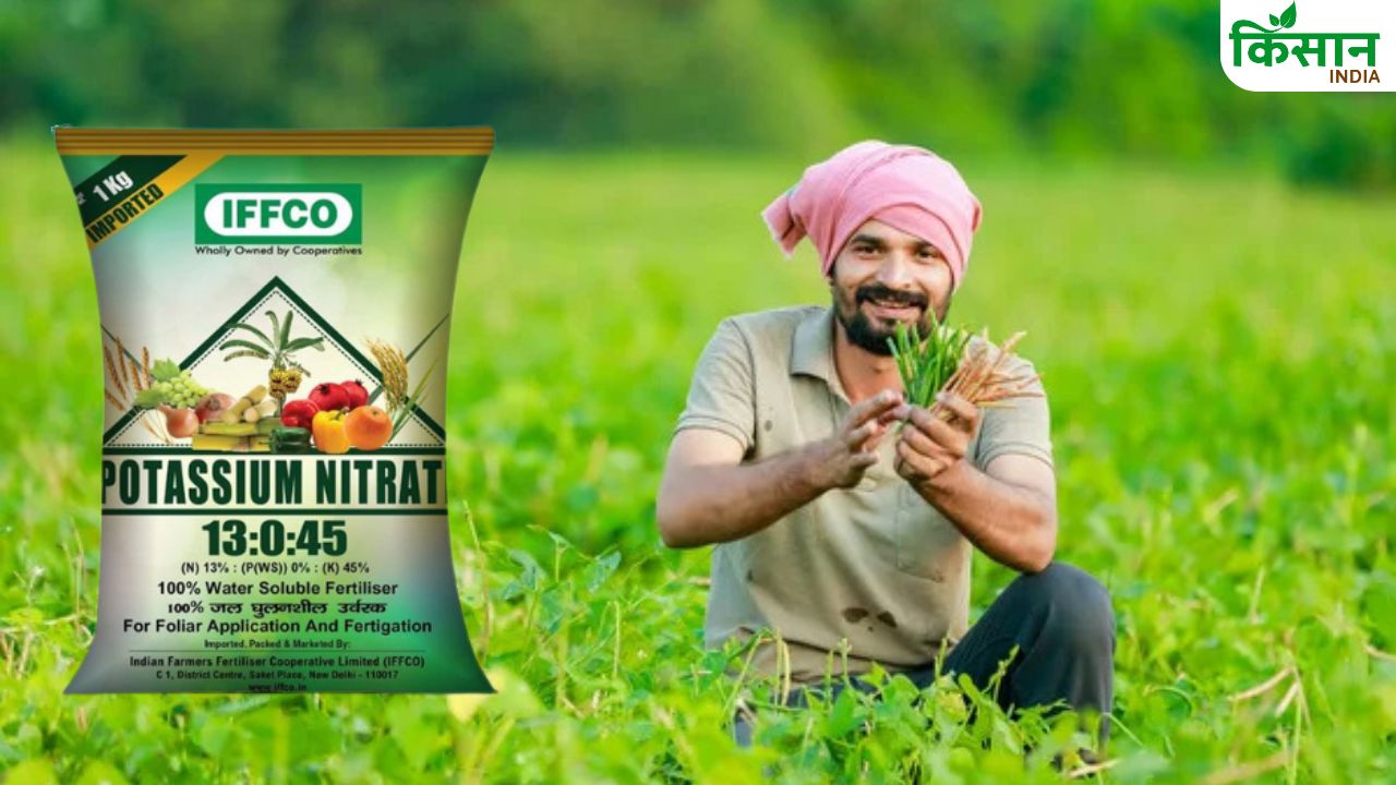 Tips: कीटों के लगने से सूख रही है फसल, बचाव के लिए इस दवा का करें इस्तेमाल