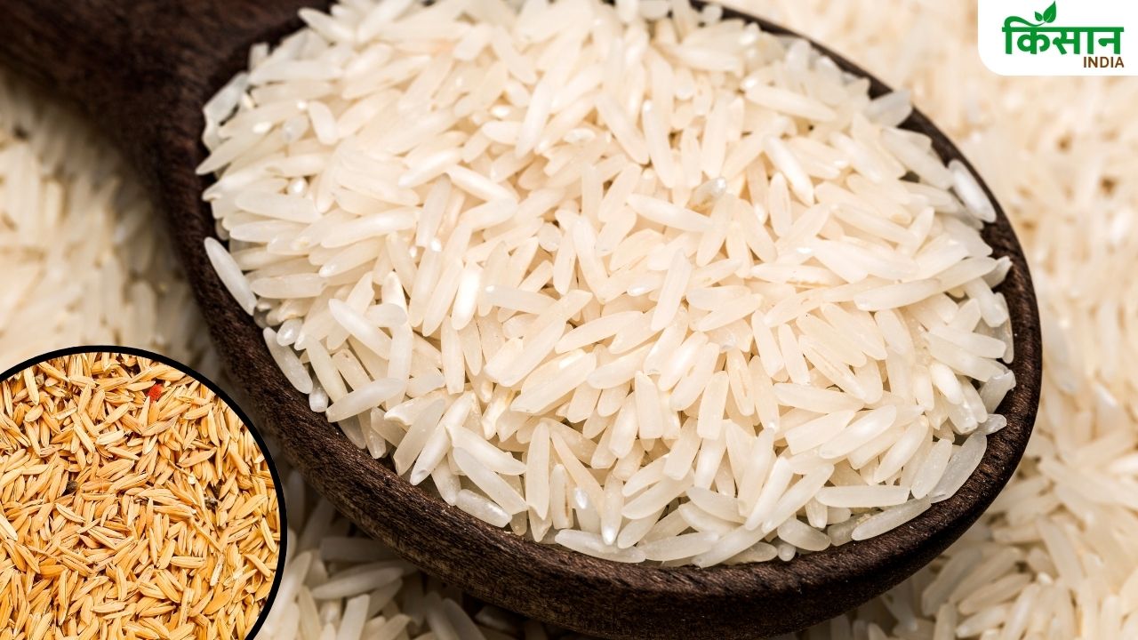 बासमती चावल निर्यात कीमतें 17 साल के निचले स्तर पर, फिर भी हुई कमाई