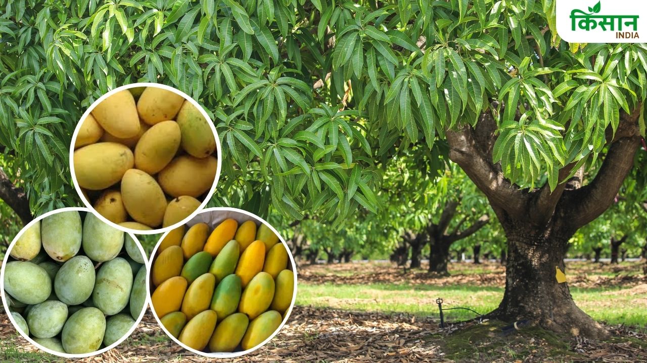 मुंह में घुल जाते हैं राजस्थान के आम, जानें कौन सी हैं 5 बेस्ट किस्में
