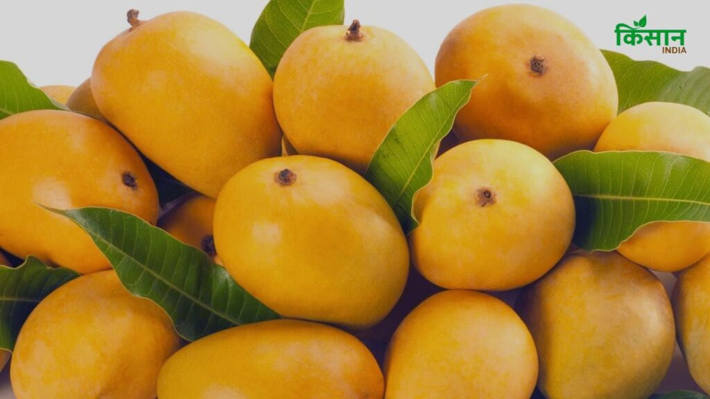 Raspuri Mango (मैसूर की खास पहचान): मैसूर क्षेत्र में बड़े पैमाने पर उगाया जाने वाला यह आम गर्मियों के दौरान यानी मई-जून में आता है. इसका आकार अंडाकार होता है और लंबाई 4 से 6 इंच तक होती है. दही, स्मूदी और जैम में इसका स्वाद लाजवाब होता है. Raspuri Mango (मैसूर की खास पहचान): मैसूर क्षेत्र में बड़े पैमाने पर उगाया जाने वाला यह आम गर्मियों के दौरान यानी मई-जून में आता है. इसका आकार अंडाकार होता है और लंबाई 4 से 6 इंच तक होती है. दही, स्मूदी और जैम में इसका स्वाद लाजवाब होता है.
