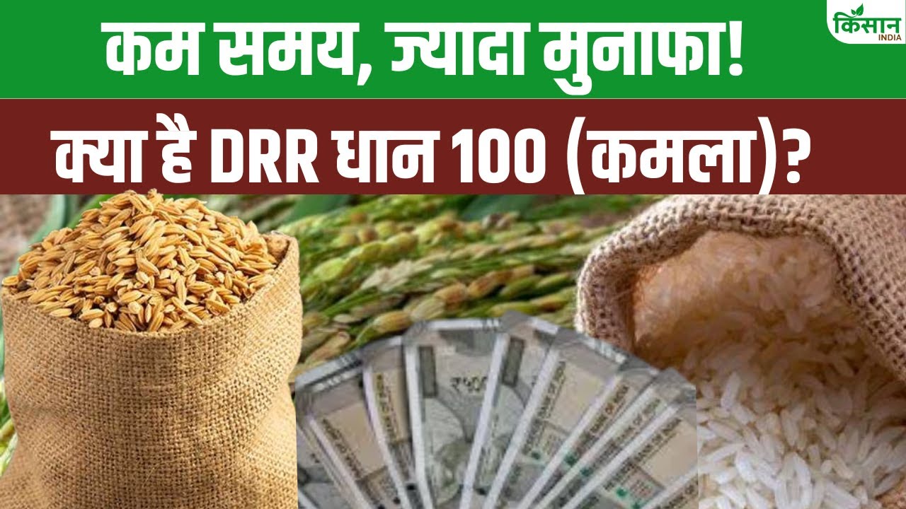 करें धान की इस नई किस्म की खेती, कम समय में होगी ज्यादा पैदावार