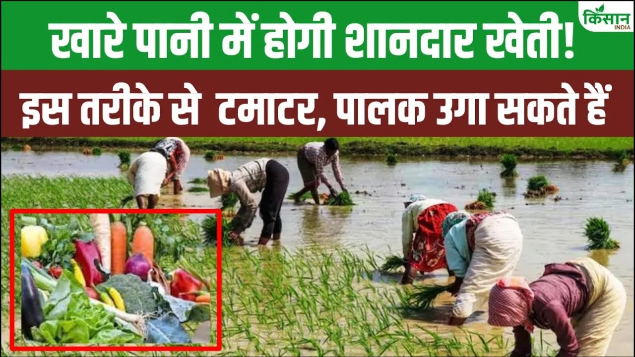 खारे पानी में खेती करना होगा अब आसान, जानें सही तकनीक और तरीका