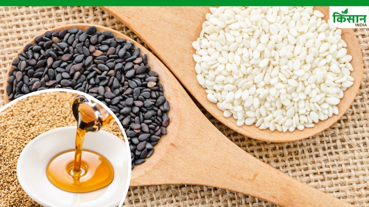 तिल की उन्नत किस्मों की करें खेती, जानें कितनी हो सकती है पैदावार