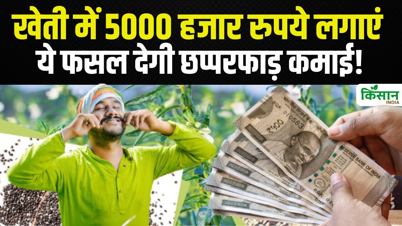 Sesame Farming: 5000 रुपये में शुरू करें तिल की खेती और पाएं छप्परफाड़ मुनाफा!