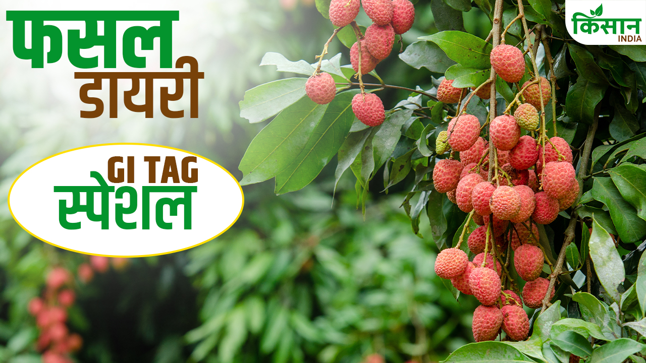2000 साल पुराना इतिहास..मुजफ्फरपुर से मिली पूरी दुनिया में पहचान, कभी खाई है ये लीची?