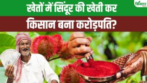 इस पौधे के फूल से बनता है सिंदूर, यूपी के किसान ने पहली बार खेती कर मोटा मुनाफा कमाया इस पौधे के फूल से बनता है सिंदूर, यूपी के किसान ने पहली बार खेती कर मोटा मुनाफा कमाया