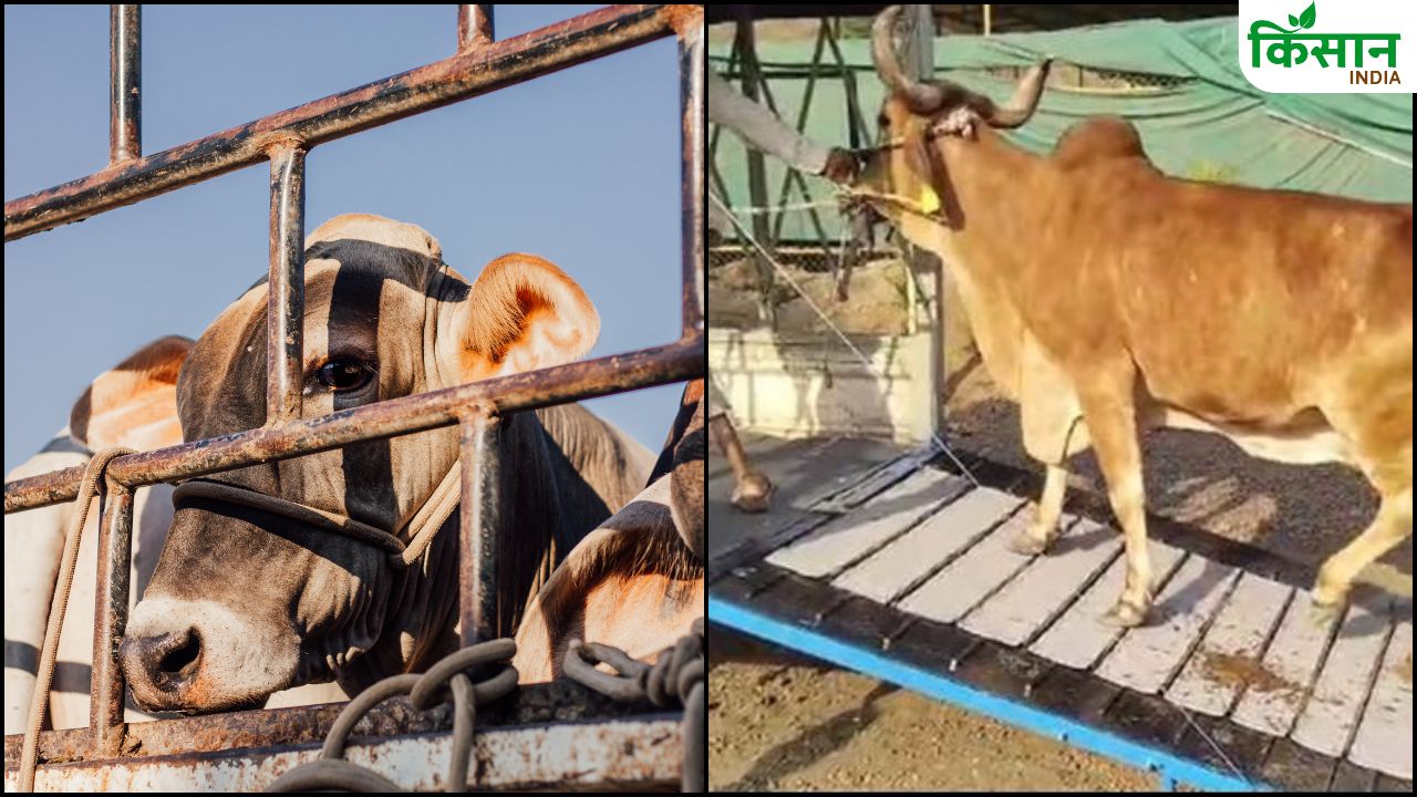पशुओं को चोटिल होने से बचाएगा स्मार्ट केज, डिजाइन को मिला पेटेंट