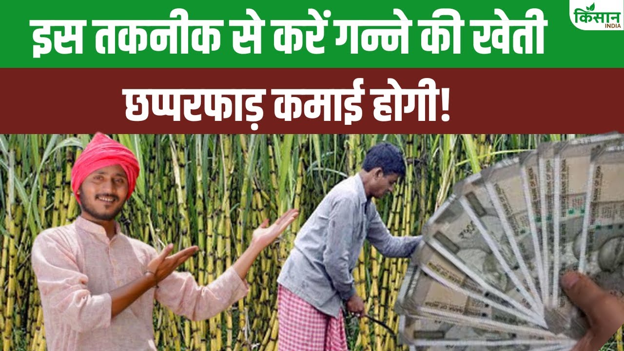Ek Sau Ek Project: गन्ना किसानों के लिए नई तकनीक, जो दे रही पहले से ज्यादा मुनाफा?