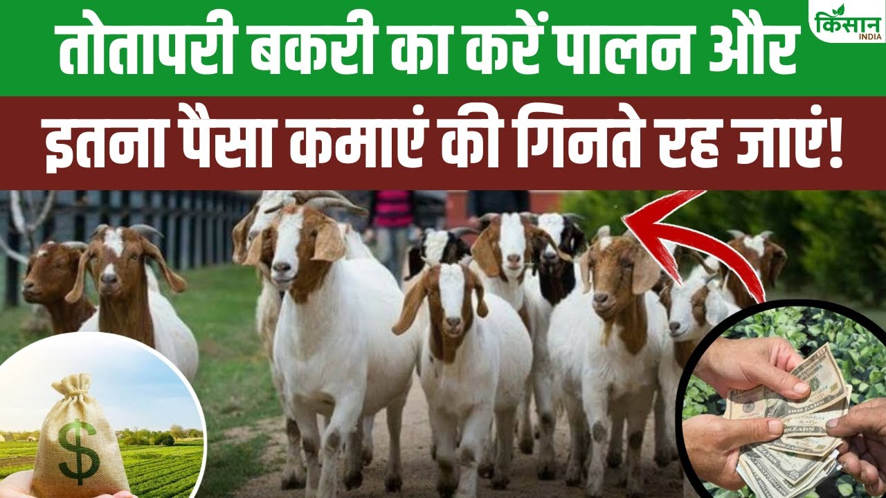बकरी पालन करते हैं तो जान लें तोतापरी बकरी की खासियत, कम देखभाल में होगा ज्यादा मुनाफा