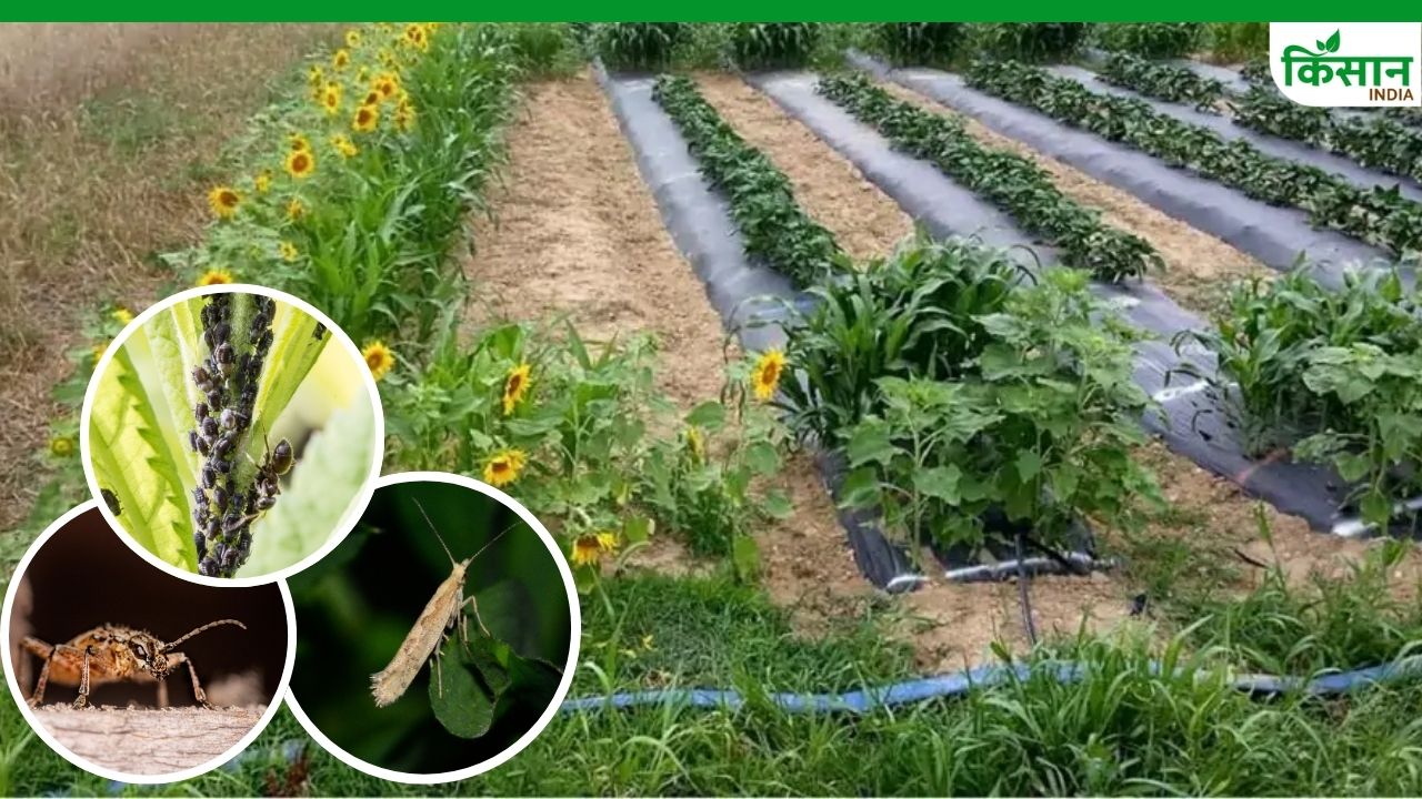 जाल फसल तकनीक का करें खेती में इस्तेमाल, कीटों को दूर रखने में मिलेगी मदद