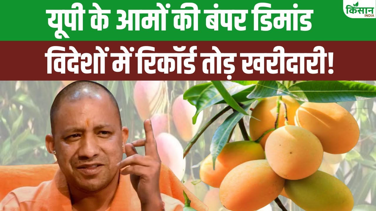 UP के आम की विदेशों में धूम, प्रदेश बन रहा ग्लोबल ब्रांड