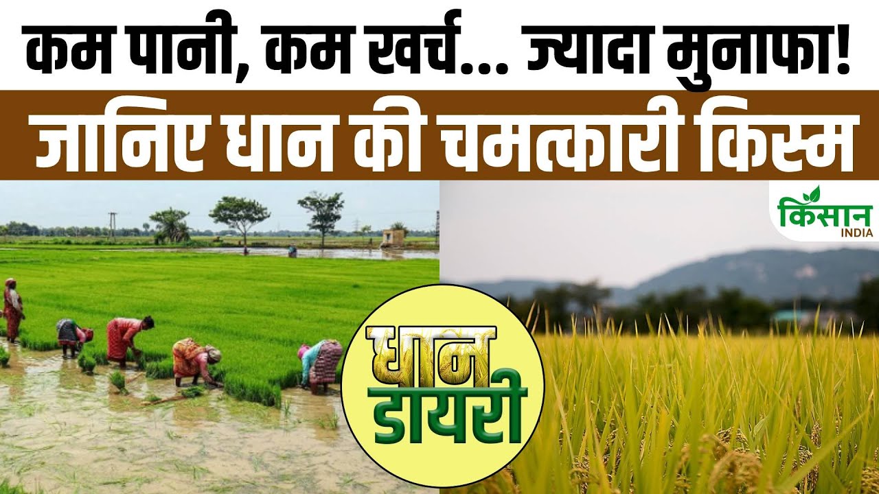कम पानी में भी होगी अच्छी पैदावार, किसान करें धान की इस किस्म की खेती
