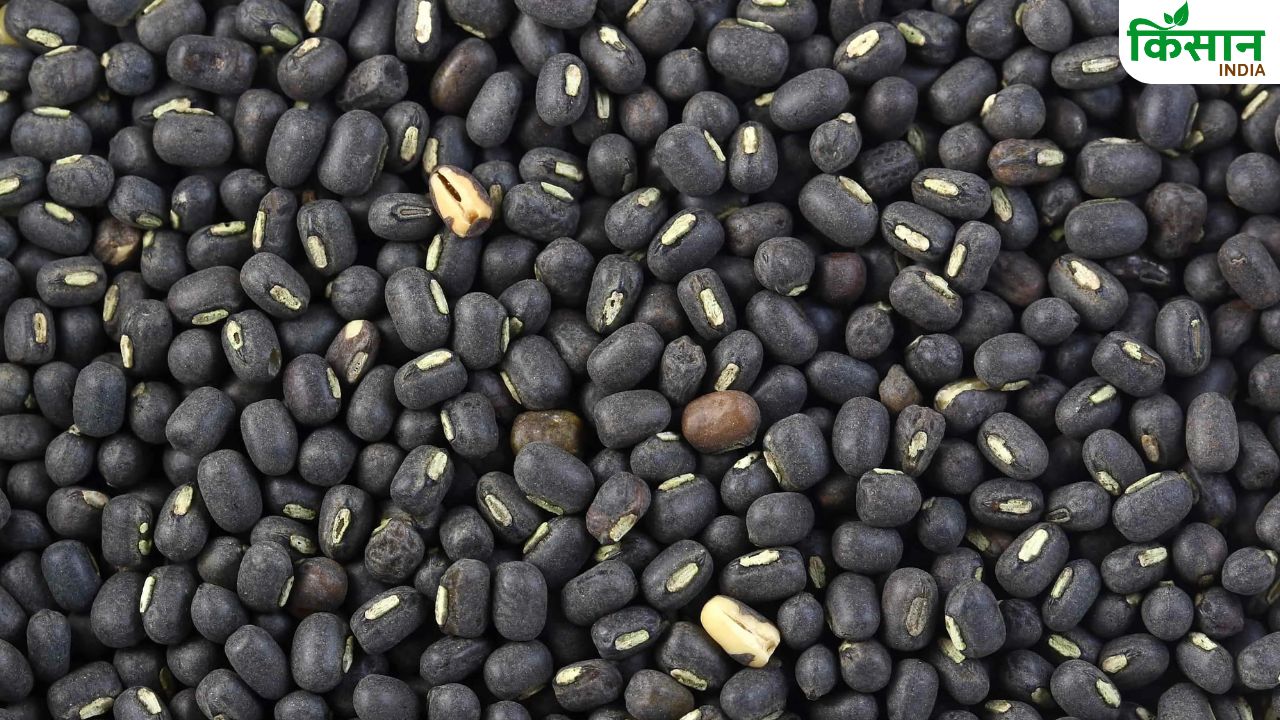 उड़द दाल की इन उन्नत किस्मों की करें खेती, जानें कितनी होगी पैदावार