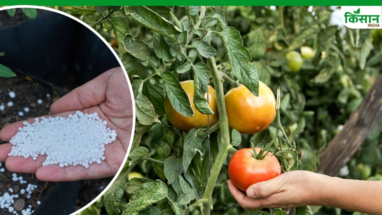खेती के लिए वरदान साबित होगी ये दवा, फसलों की जड़ों तक पहुंचेगा पोषण