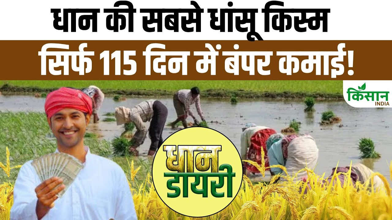 धान की किस्म VNR 2245 है गेम चेंजर, 115 दिनों में देती है बंपर कमाई