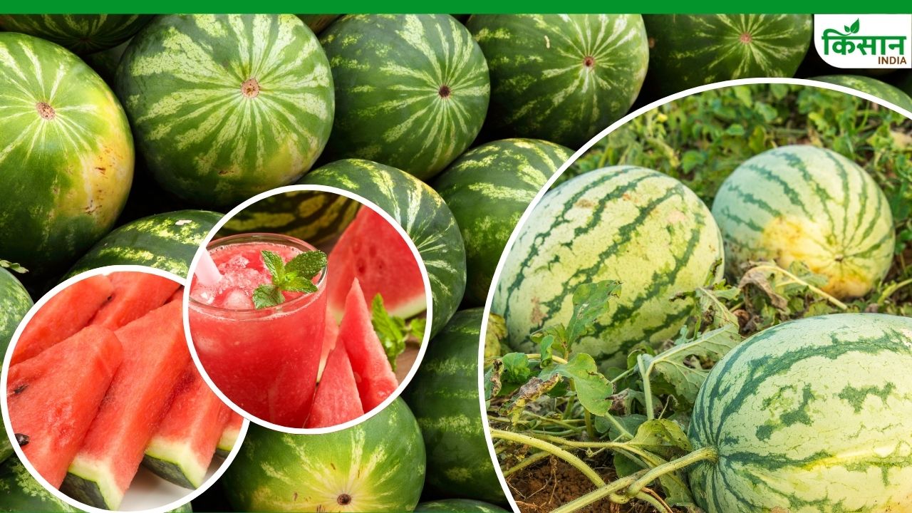 सिंचाई से लेकर कटाई तक, जान लें तरबूज की खेती का सही तरीका
