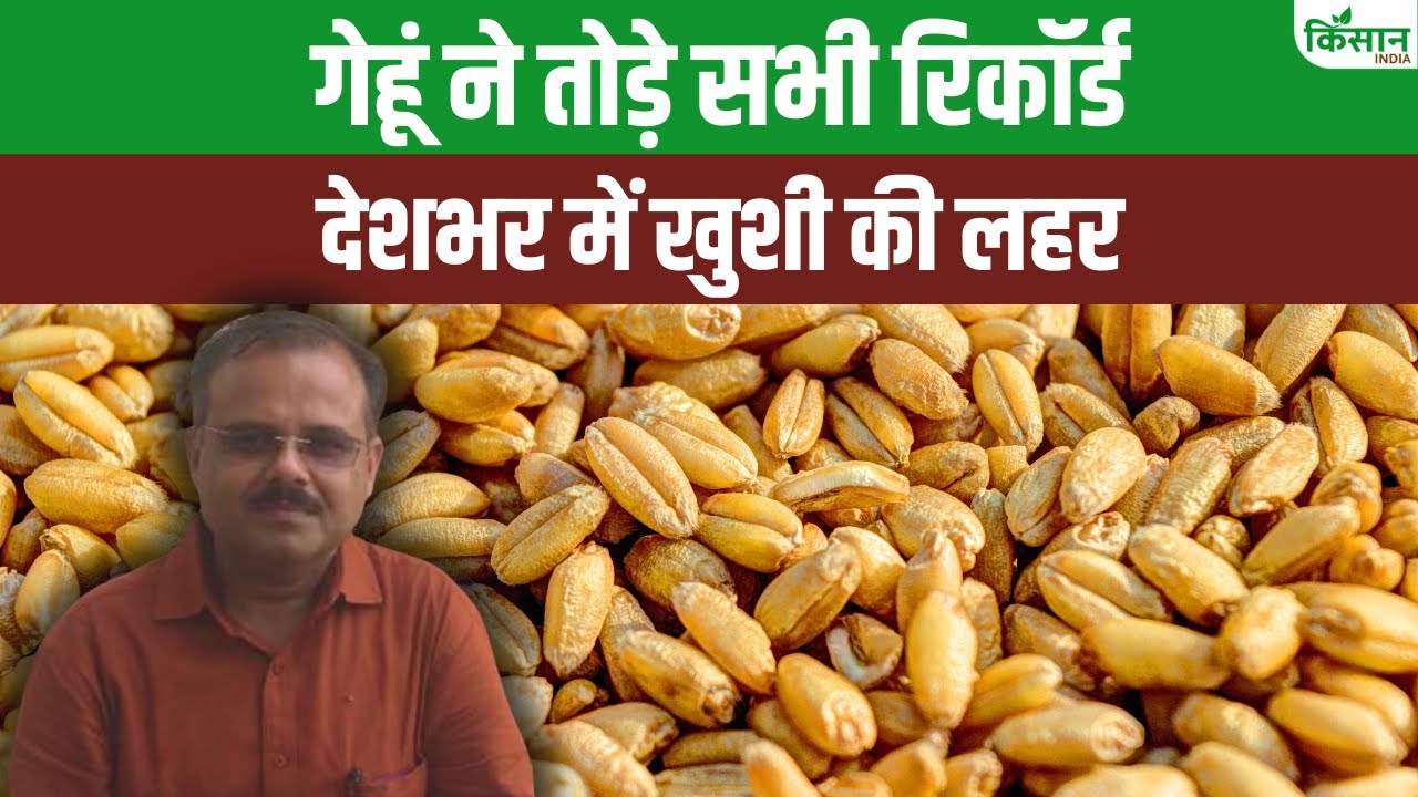 देश में इस साल बंपर गेहूं खरीद, टूटे पिछले सारे रिकॉर्ड