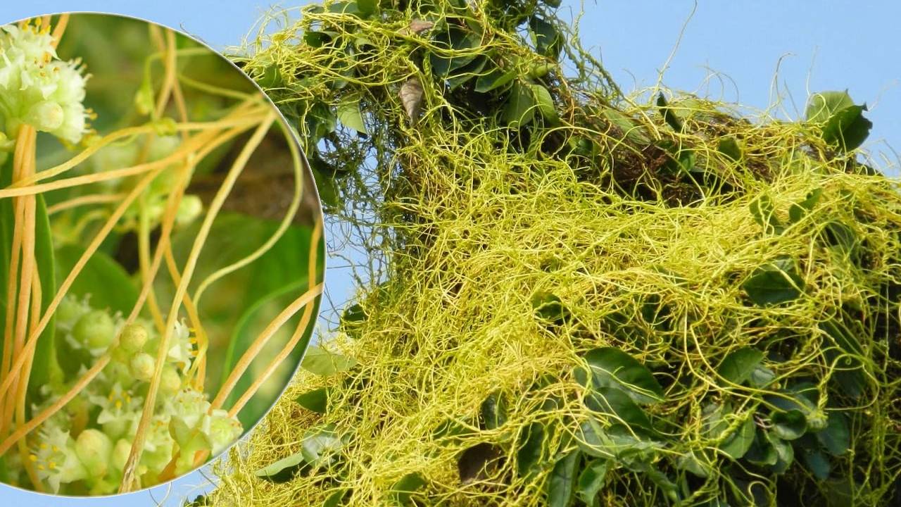 किसानों की मेहनत पर भारी पड़ रही अमरबेल, जानिए कैसे पाएं छुटकारा