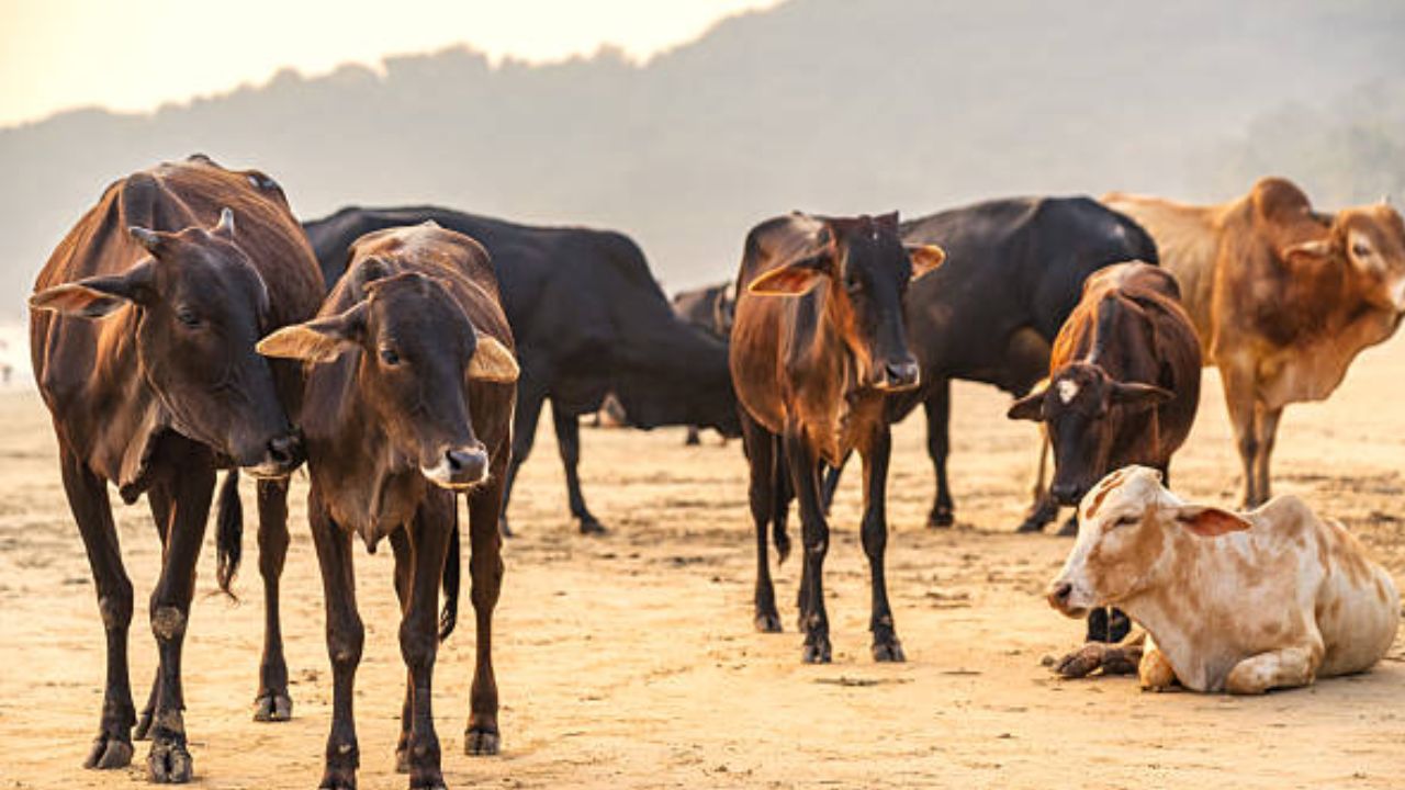 नौतपा: 9 दिन की प्रचंड गर्मी से दुधारू पशुओं को बचाना जरूरी, ये 5 काम करें किसान