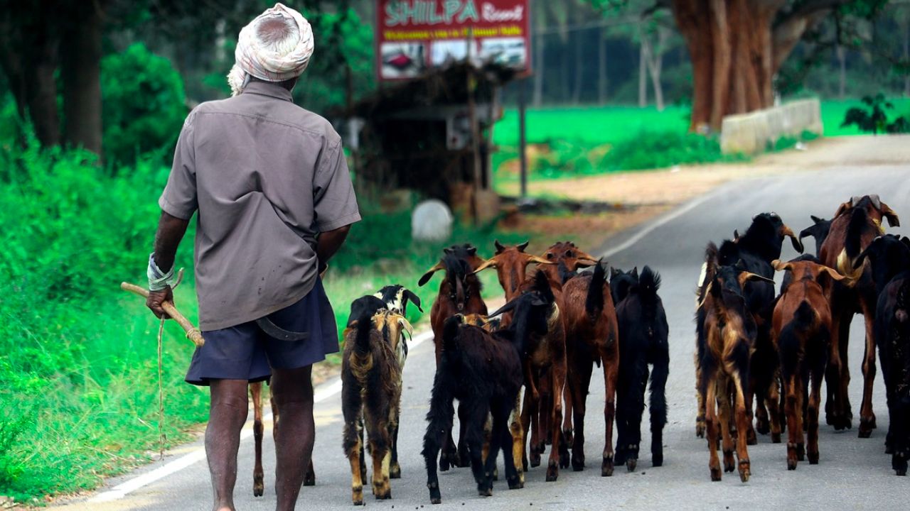 नौतपा की तपिश में कैसे रखें बकरियों का खयाल? जानिए देसी और असरदार तरीके