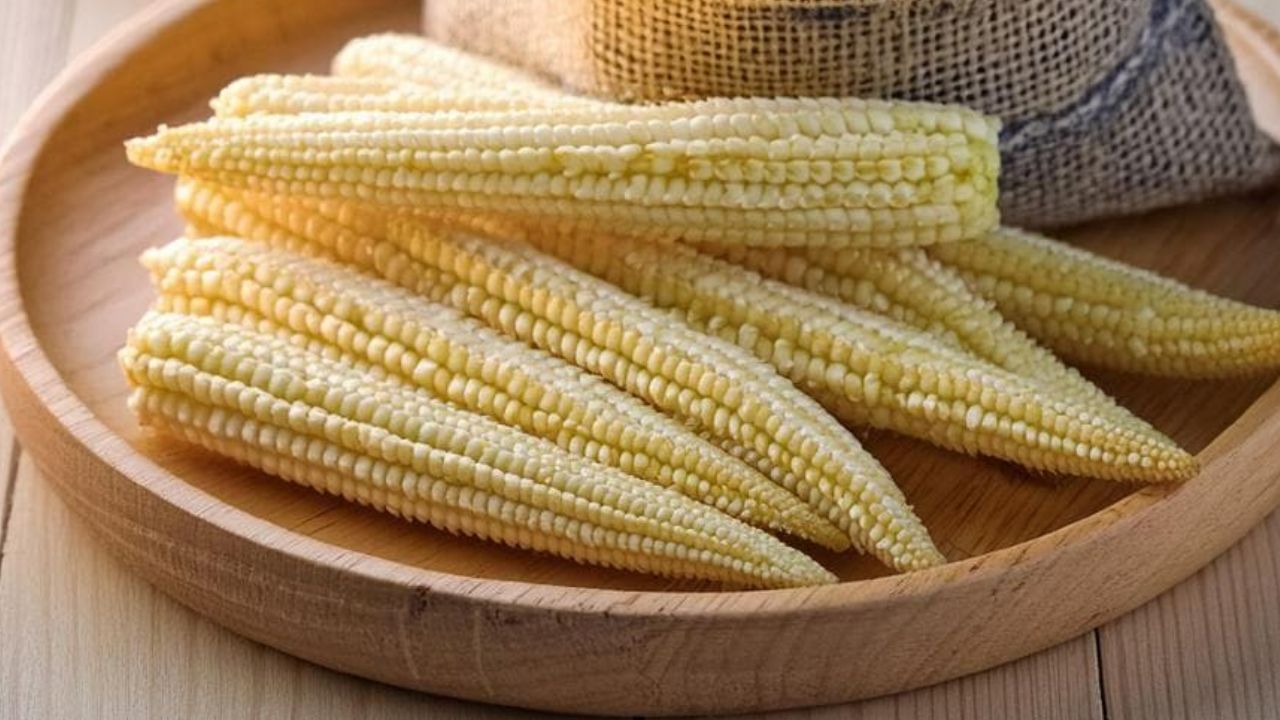 किसानों की बेबीकॉर्न से हो रही खूब कमाई, जान लें खेती का तरीका और बेस्ट किस्में