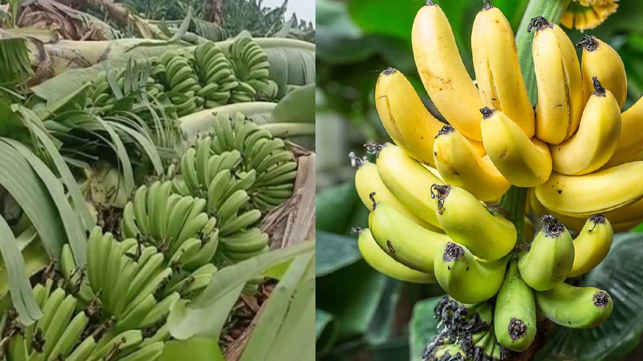 ज्यादा बारिश से बर्बाद हो रहे केले, किसान परेशान- जानिए वजह और बचाव के तरीके