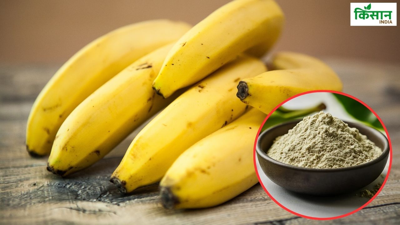 केला पाउडर की मांग बढ़ने से किसानों का नुकसान घटा, जान लें कैसे तैयार होगा Banana Powder