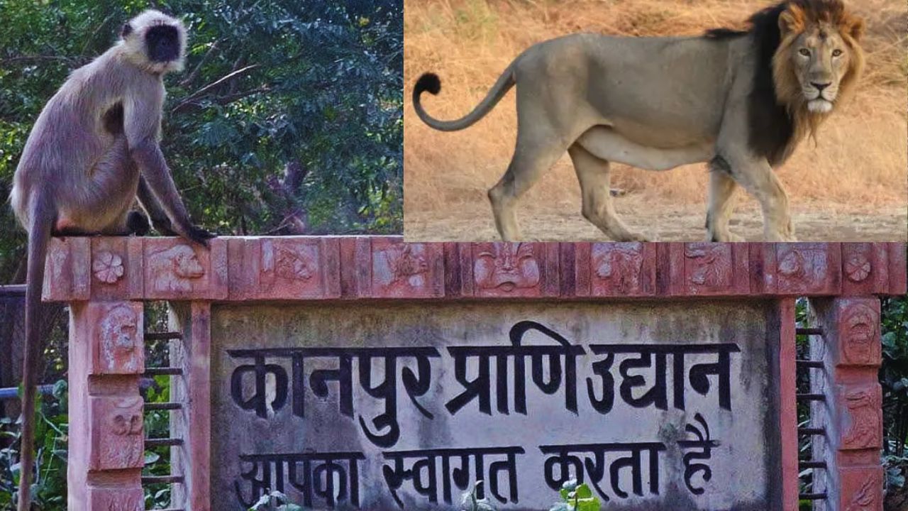 बाघिन-तेंदुआ के बाद शेर पटौदी की मौत.. बर्ड फ्लू से जू में हड़कंप, स्टाफ की जांच शुरू