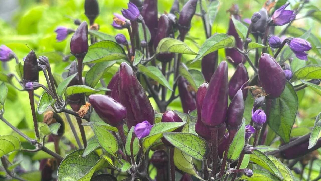 करना है कुछ नया? खेतों में लगाएं नीली मिर्च!