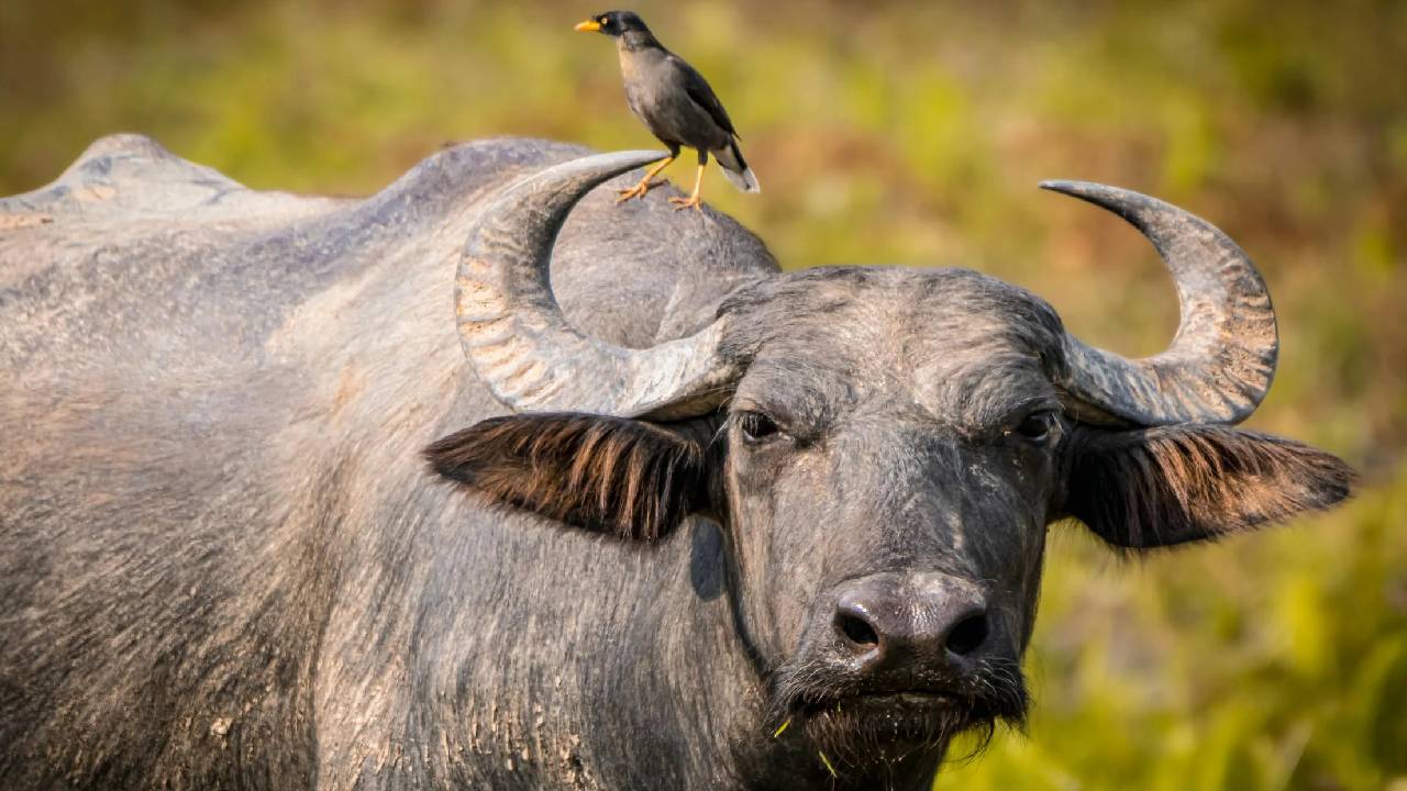 गाय-भैंस को मोटा करने के रामबाण नुस्खे, दूध भी बढ़ेगा और सेहत भी