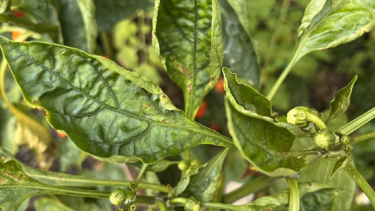 शिमला मिर्च की फसल पर लीफ कर्ल रोग का हमला, जानें बचाव के आसान उपाय