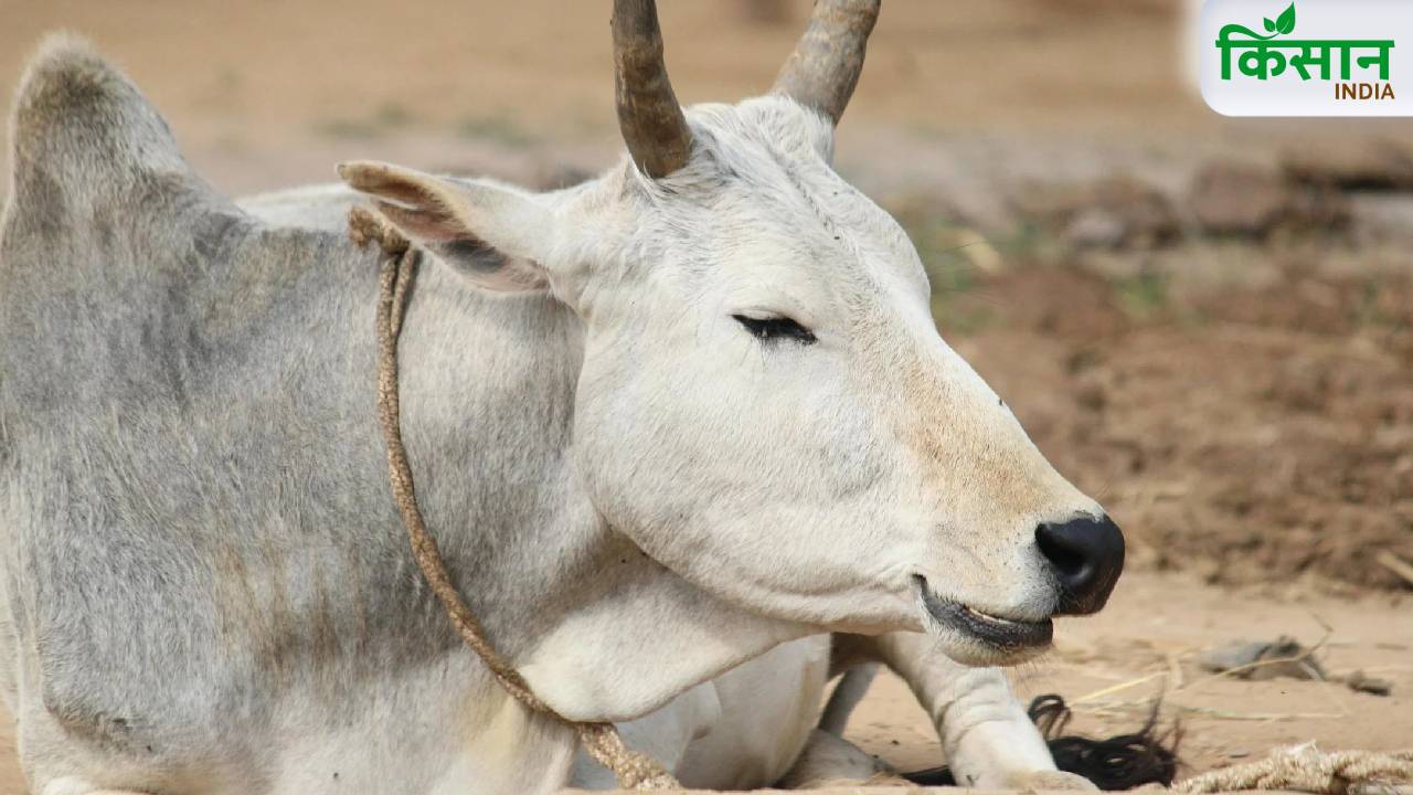 गर्भपात से कैसे बचाएं अपने दुधारू पशु? ये सावधानियां हैं जरूरी