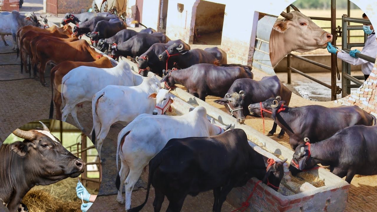 गाय-भैंस में कब कराना चाहिए गर्भाधान? जान लें हीट के लक्षण, चक्र और सही समय