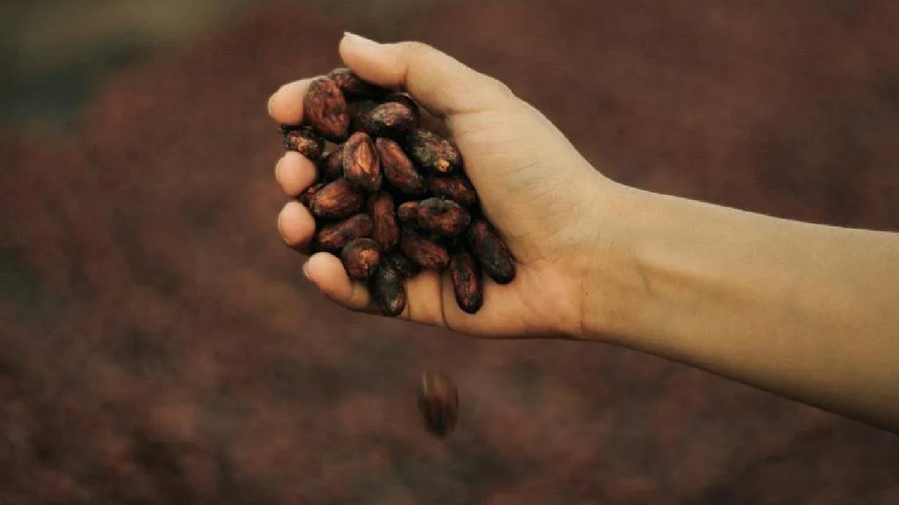 कोको किसानों को राहत: आंध्र प्रदेश सरकार ने तय की 500 रुपये प्रति किलो की दर