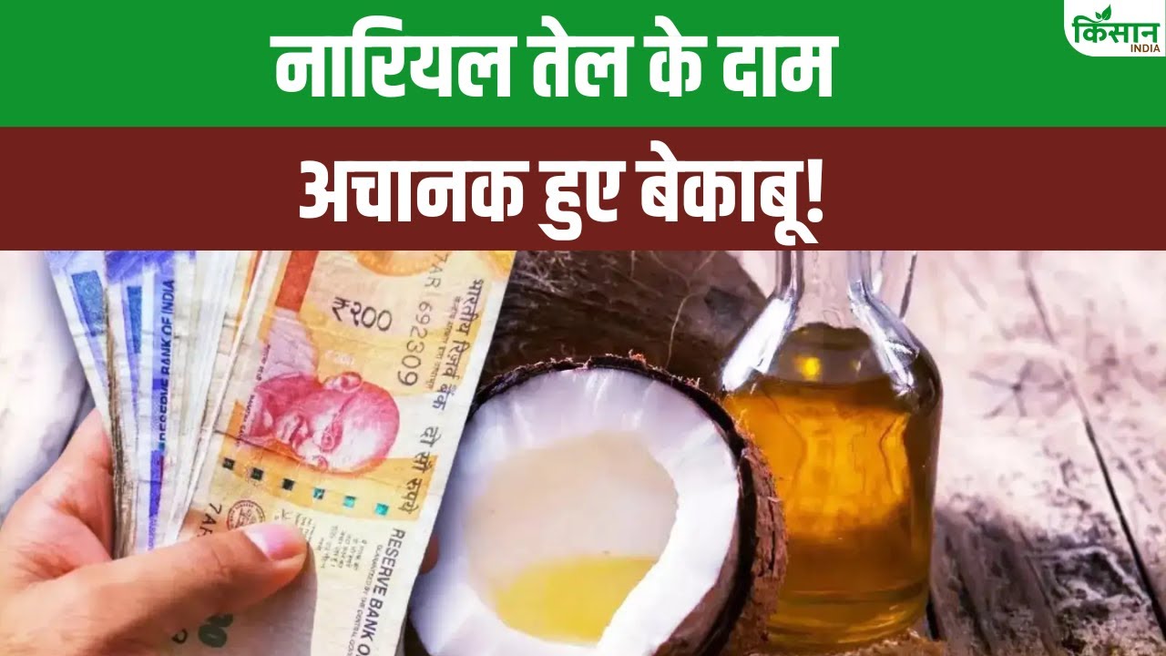 नारियल तेल की कीमतों में 40 फीसदी बढ़त, जानें क्या होगा लोगों पर असर