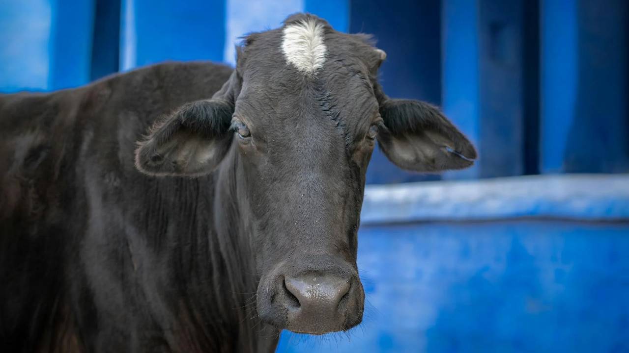 कलेक्टर के आदेश से आम लोगों में आक्रोश, गायों को चारा डालने पर लगा प्रतिबंध