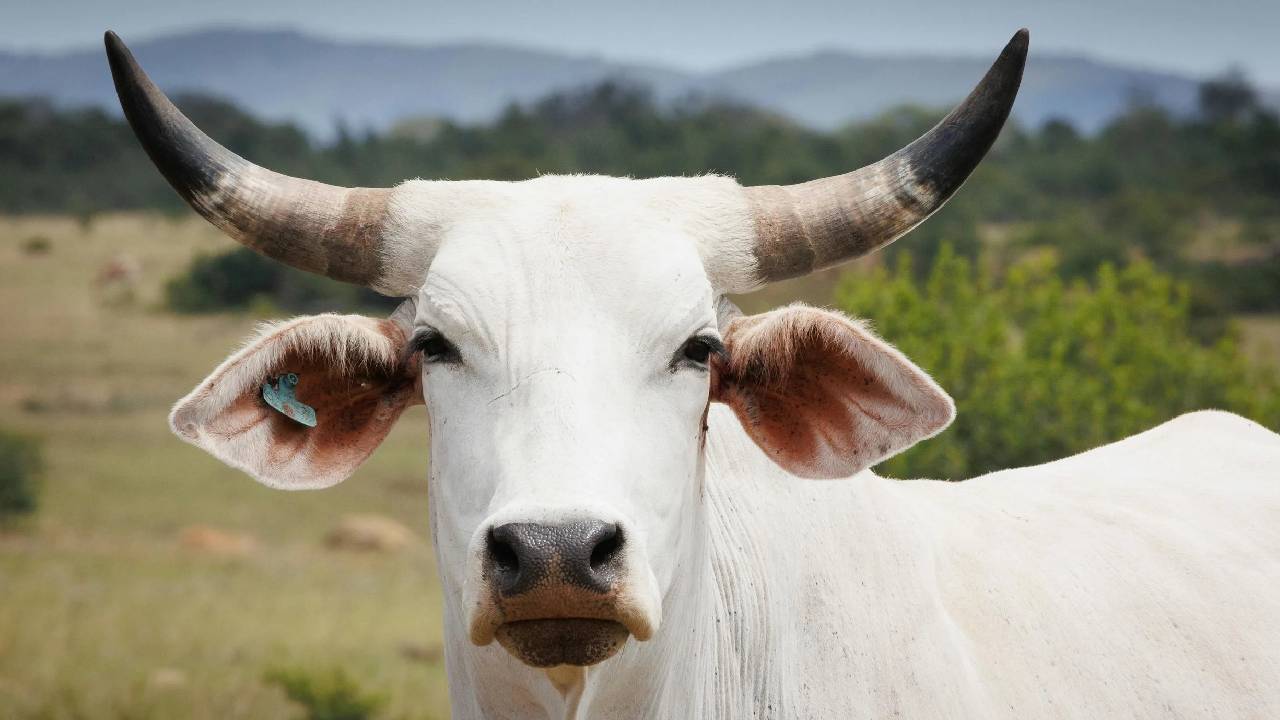 पशुओं में कृत्रिम गर्भाधान कैसे करें? जानिए आसान तरीका और जरूरी सावधानियां