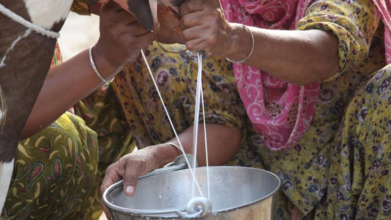 सावधान! अगर आपकी गाय-भैंस देती है ज्यादा दूध, तो हो सकती है इस बीमारी की शिकार