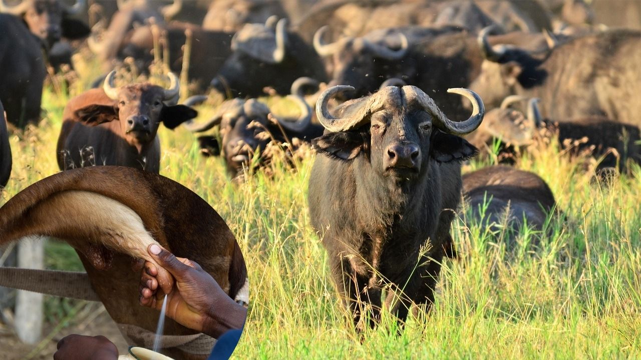 पशु खुश तो दूध भरपूर, जानें उत्पादन बढ़ाने का सीधा फॉर्मूला