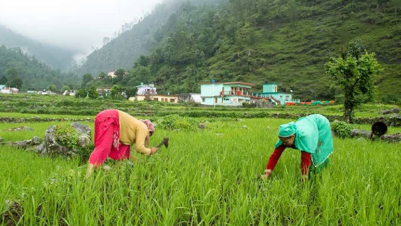 उत्तराखंड की खेती पर जलवायु का कहर, पारंपरिक फसलें छोड़ उगा रहे दलहन और मसाले