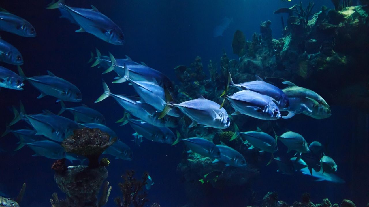 मछलियों का साइज बढ़ाने के लिए क्या खिलाएं? जानें सटीक आहार और देखभाल के टिप्स