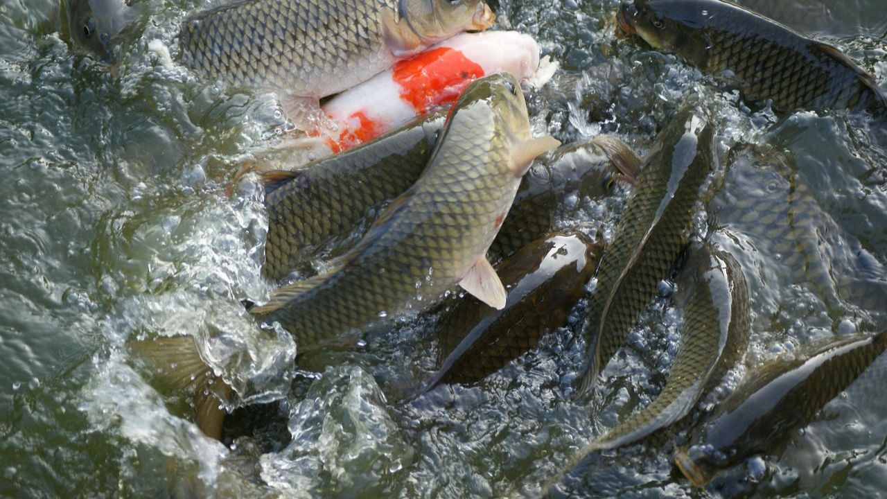 Fish Farming: तालाब खोदने से पहले जानिए ये बातें, जो तय करेंगी मछली पालन की सफलता
