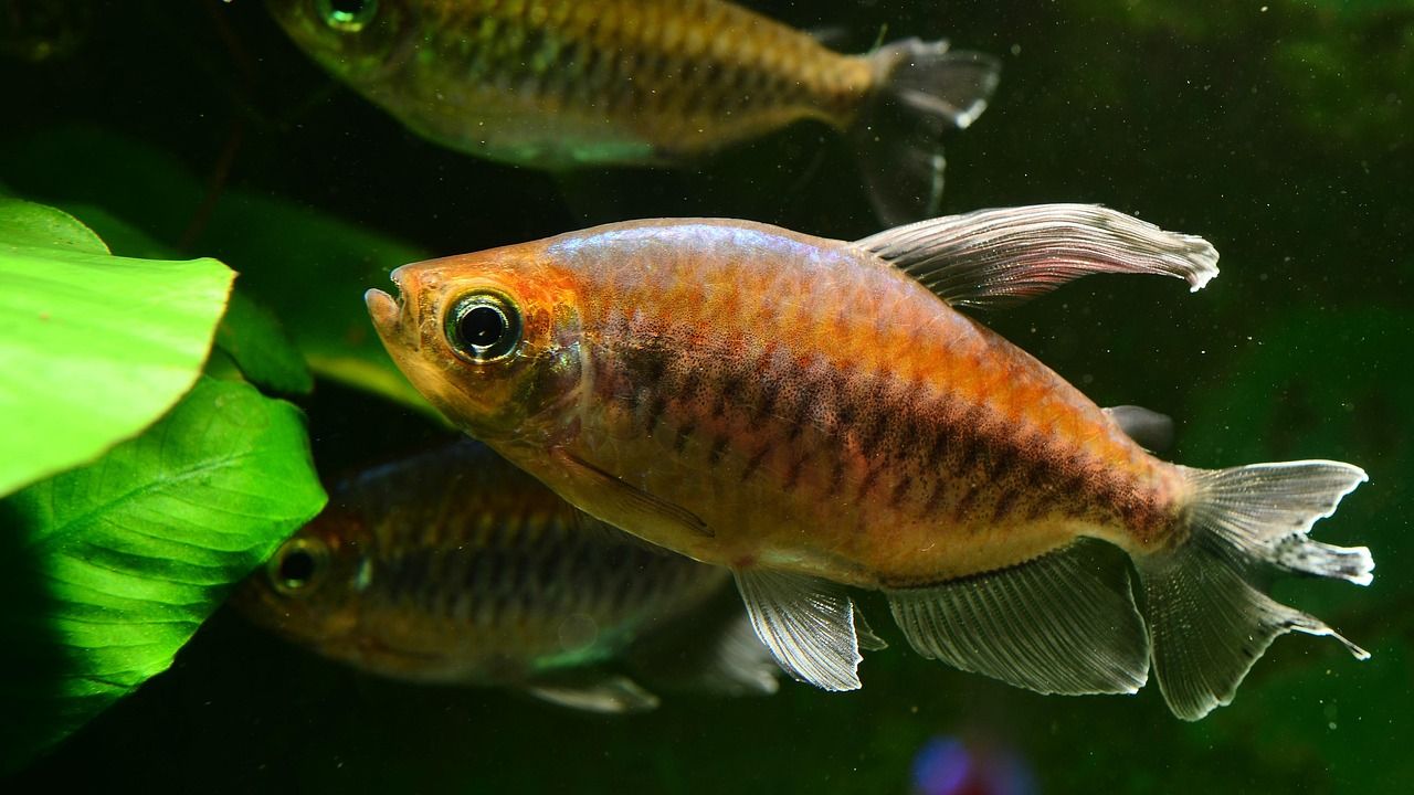 Fish Farming: तालाब प्रबंधन के सही तरीके से बढ़ाएं मछली उत्पादन, जानिए कैसे करें तैयारियां
