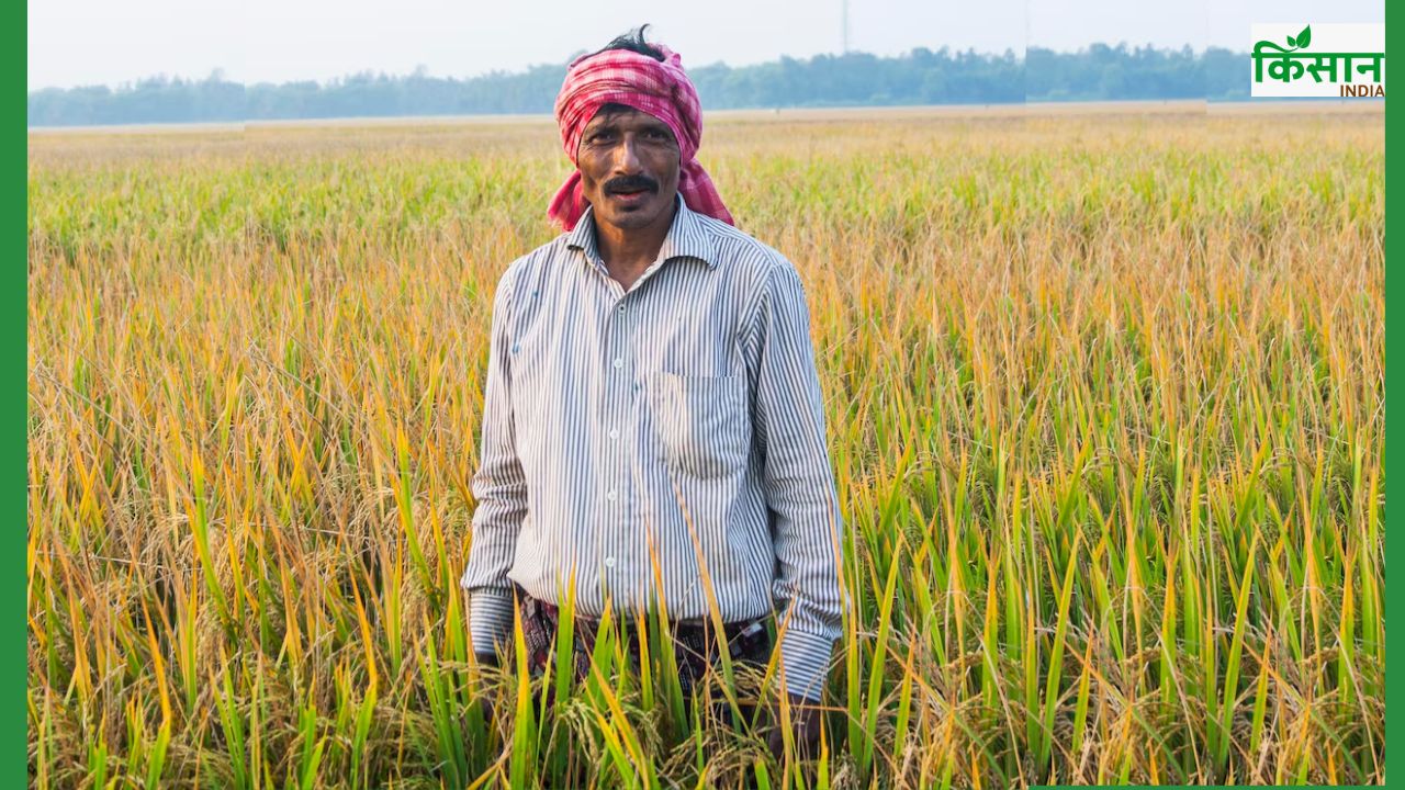 धान में खरपवार की दिक्कत दूर होगी, नई दवा को ऐसे इस्तेमाल करें किसान 