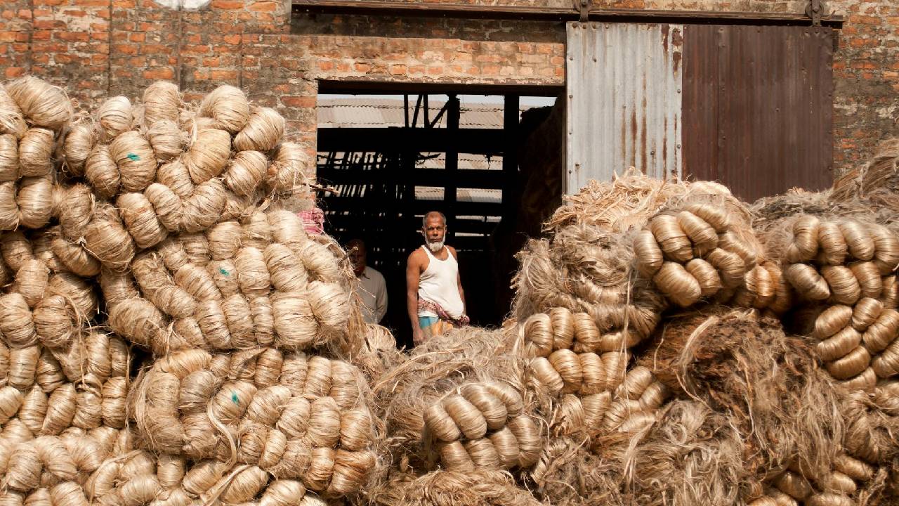 सस्ता, सुंदर और टिकाऊ: जूट की खेती बन सकती है किसानों की कमाई का नया रास्ता